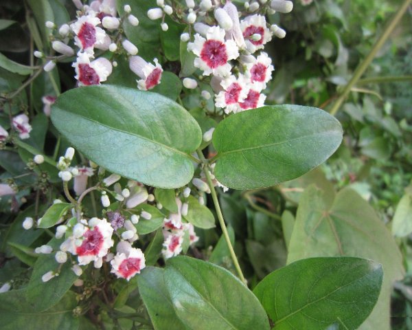 鸡屎藤,调理脾胃,消暑,治耳鸣