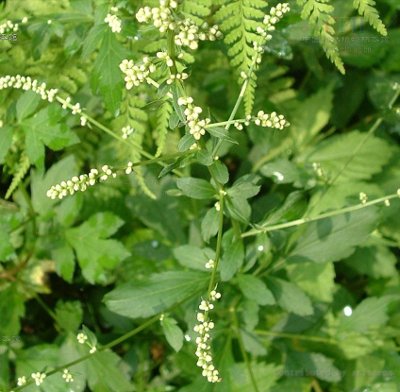ou blumea herb, herb of balsamiferou blumea【别名】大风艾,牛耳艾