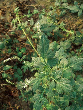 of balsamiferou blumea【别名】大风艾,牛耳艾,再风艾,大骨风,大黄草