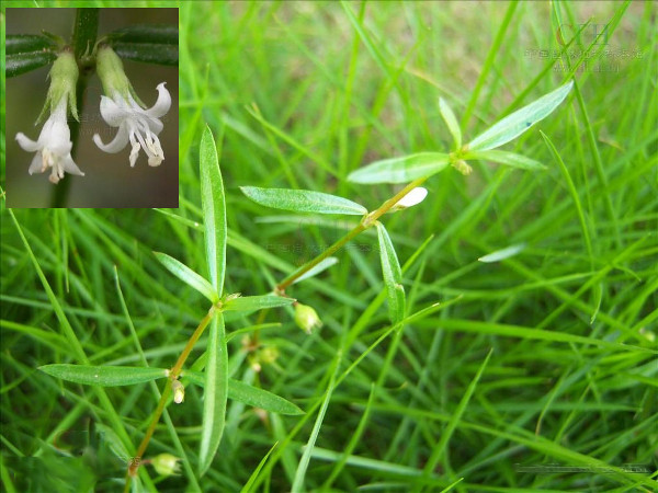 海南中草药资源