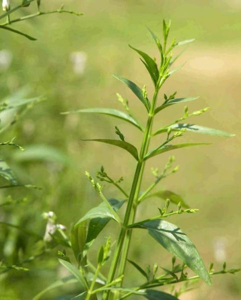 ou blumea herb, herb of balsamiferou blumea【别名】大风艾,牛耳艾