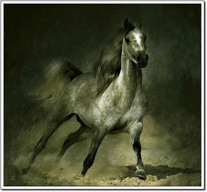 奔腾的骏马(二)
