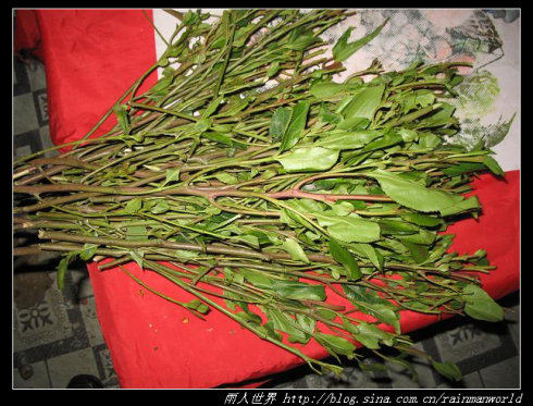 东非槟榔恰特草