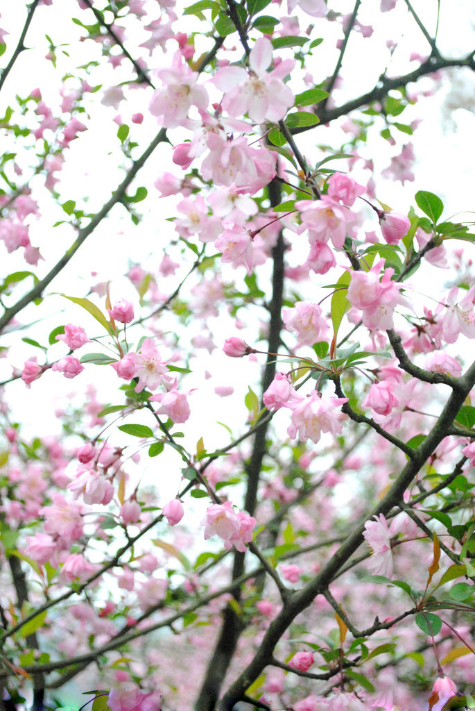 繁花似锦迎新春美图
