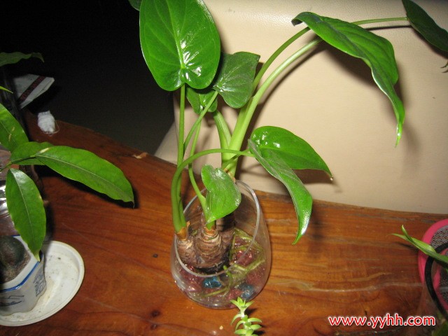 海芋滴水观音图片欣赏水培滴水观音图片