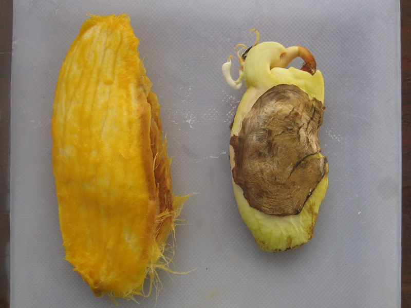 芒果核里的秘密