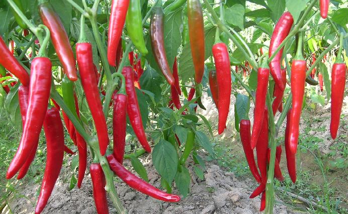 过滤后取其上清液喷洒,可防治白粉虱,蚜虫,红蜘蛛,蝽象等害虫