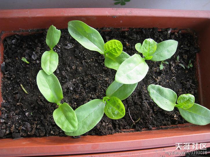 又背回来五十斤土木耳菜生长茂盛