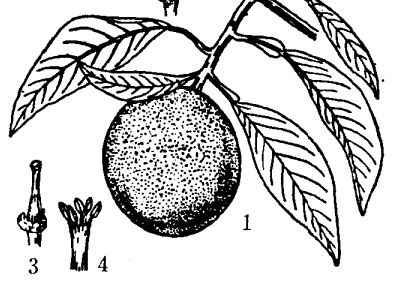玳玳花在医学上的应用