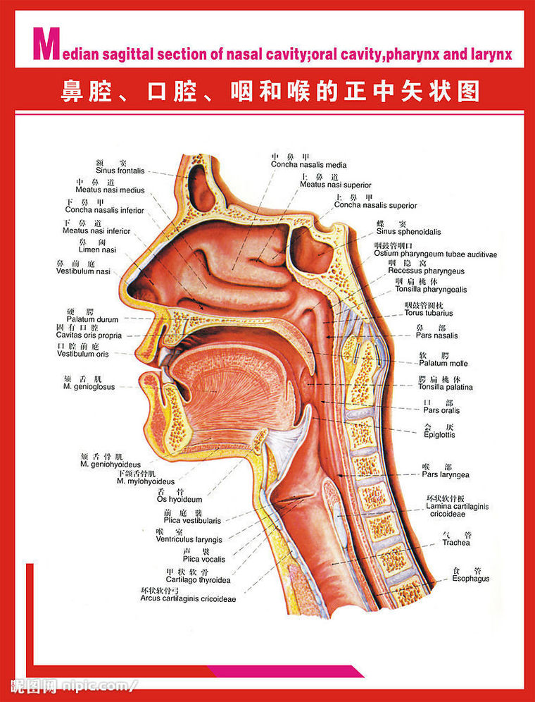 咽喉管道图图片