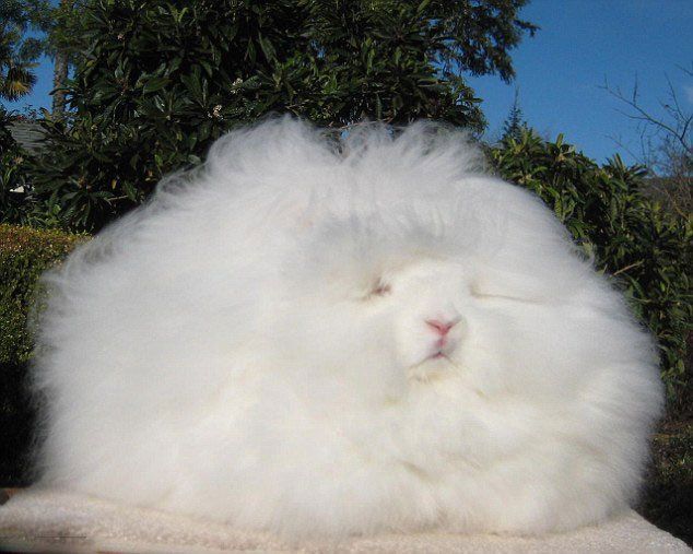 美国兔子毛长26cm 萌萌哒