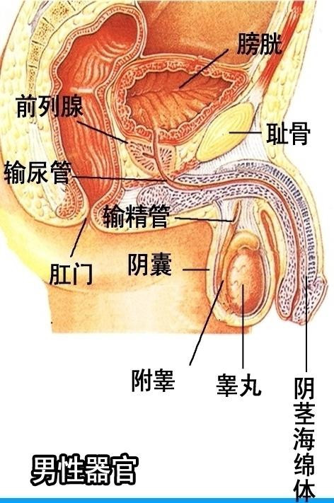 【医学知识】人体生理及疾病关系图片解析