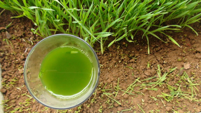 种在阳台上榨汁喝的"抗癌药"--麦苗【健康常识】