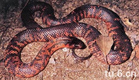 澳洲魔鬼大西洋巨蝮莽山烙铁头帝皇眼鏡蛇王黑曼巴,非洲的死神美国亚