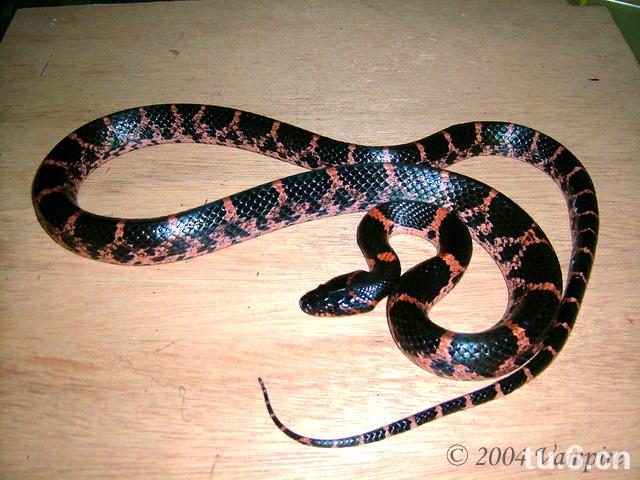 黑斑水蛇资料图片