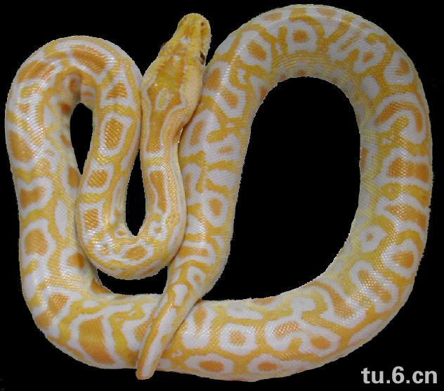 玉斑锦蛇灰腹绿锦蛇颈棱蛇温泉蛇绿蟒红蟒白蟒灰蟒粟米幼蛇白条锦蛇