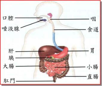 人體奧秘消化系統的10個秘密