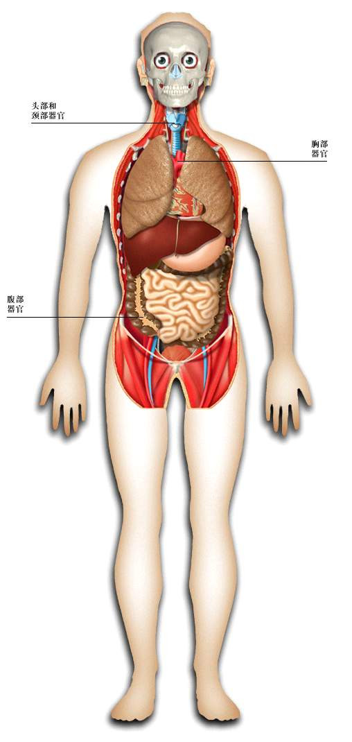 人体器官分解图人体血管系统图人体内分泌系统人体神经系统人体生殖