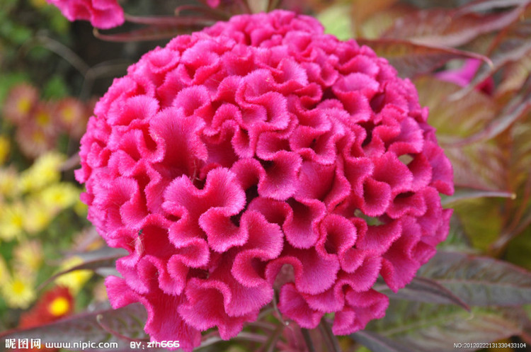 原创诗词鸡冠花