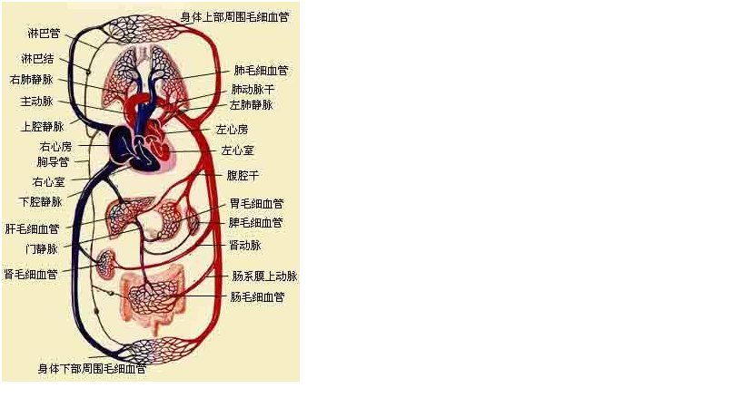 进入全身血液循环之前会先经过门静脉到达肝脏(参考配图),第一次经过