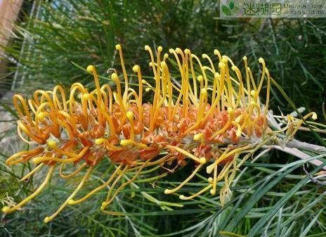 研究小组还测定了葛芋花的温控规律,他们发现一个奇怪的现象,就是