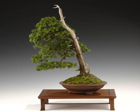 盆景小品欣赏三