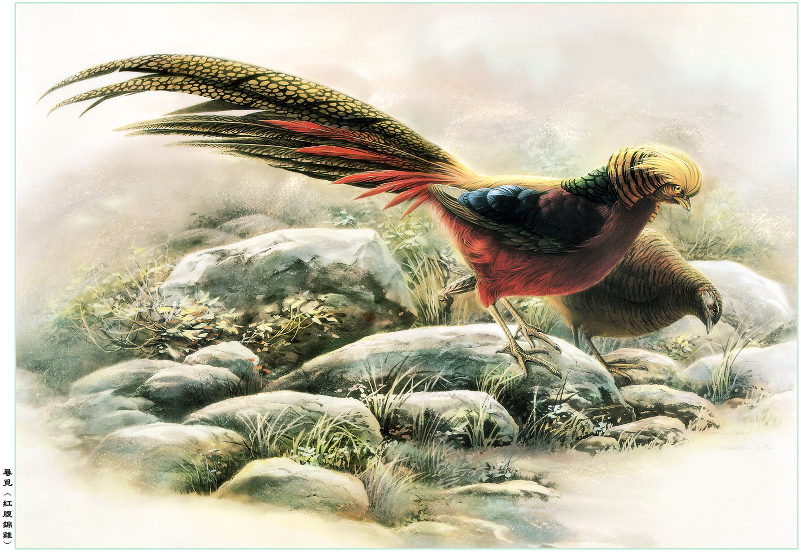 曾孝濂百鸟图精选极品高清