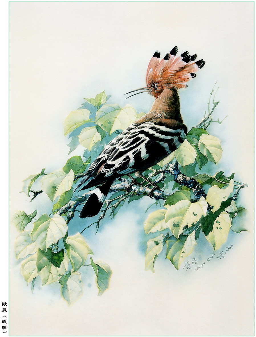 曾孝濂百鸟图精选极品高清