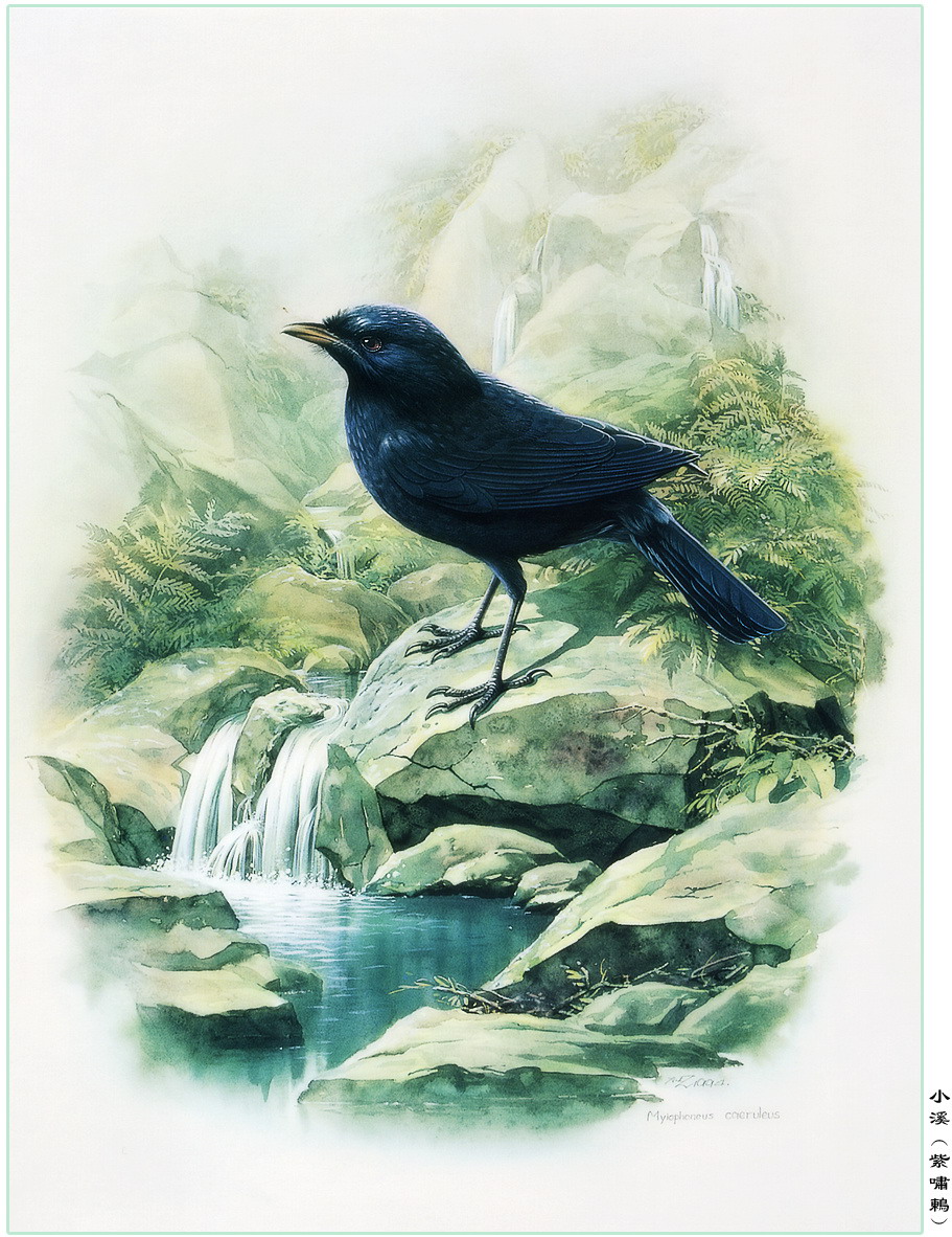 曾孝濂百鸟图精选极品高清