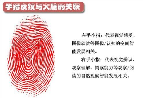 手指皮纹与大脑有关联指纹暗示人一生命运
