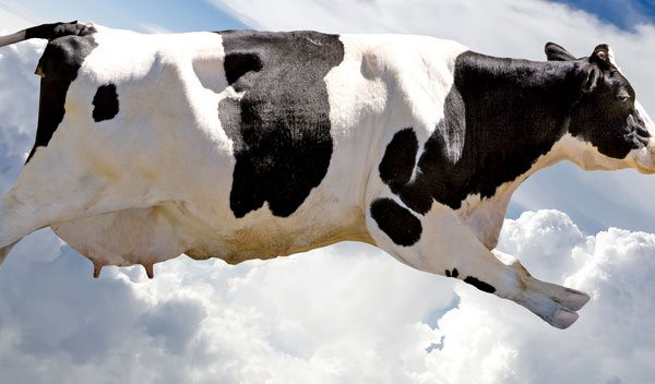 奶牛现在已经成为部分奶农的沉重负担