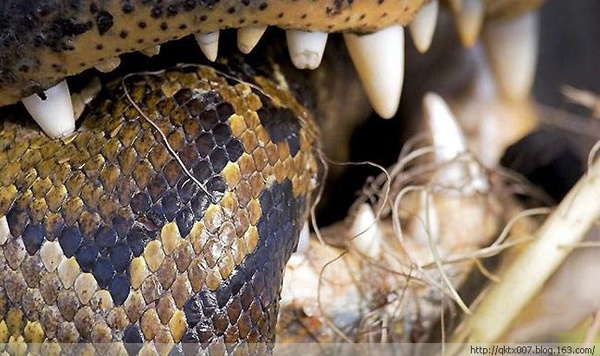 组图罕见鳄蟒大战惊心动魄