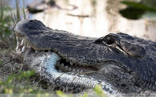 组图罕见鳄蟒大战惊心动魄