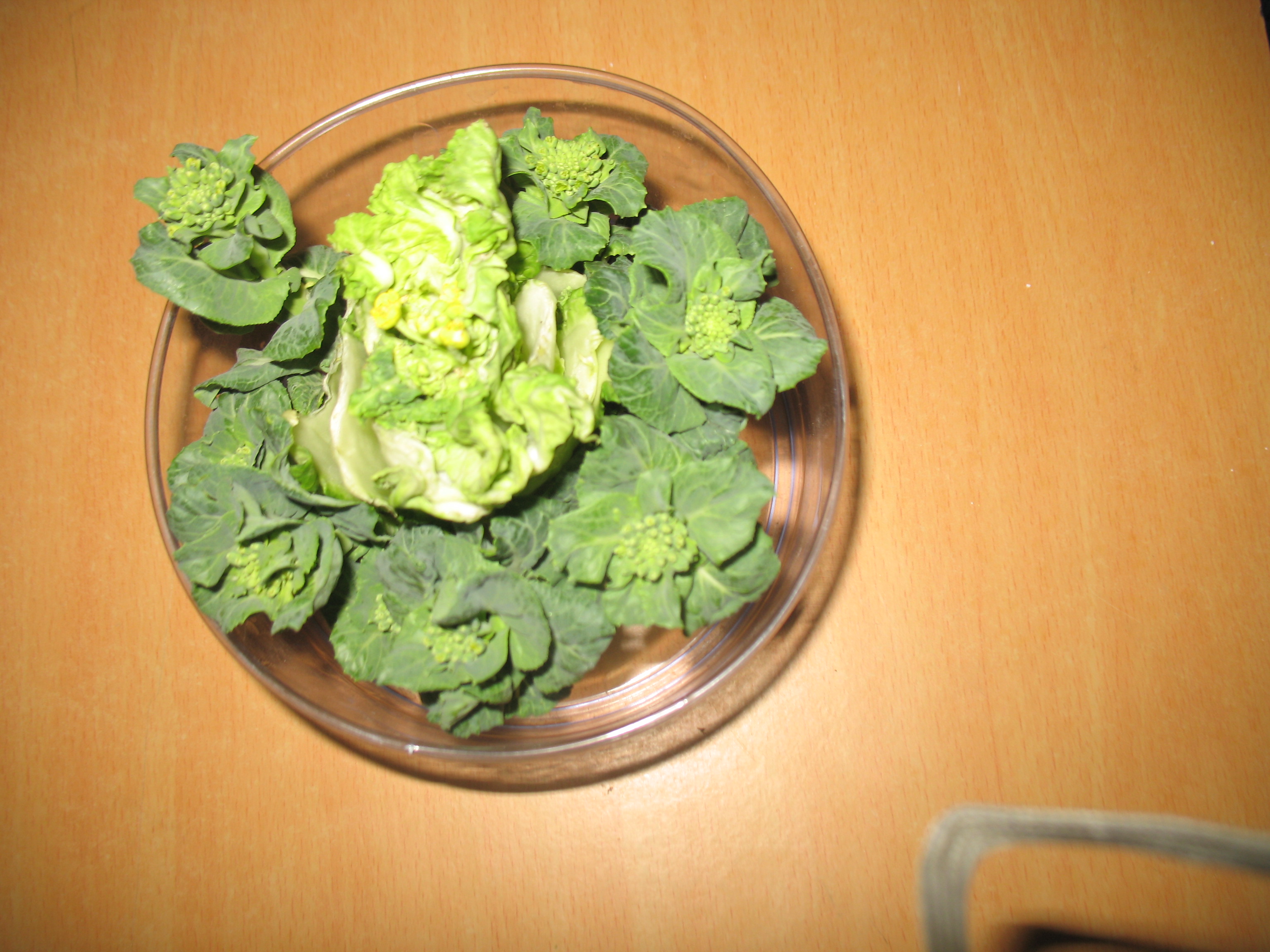 大白菜生命的延续