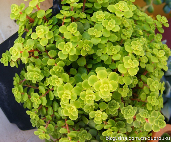 【园艺】多肉库の景天属