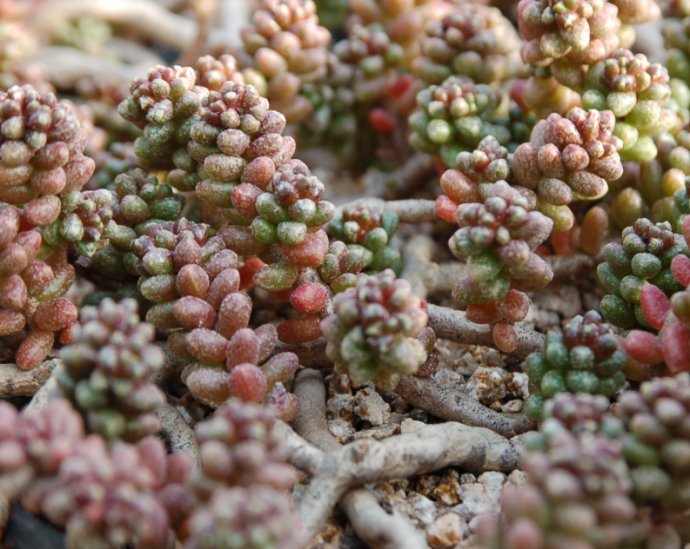 【园艺】多肉库の景天属