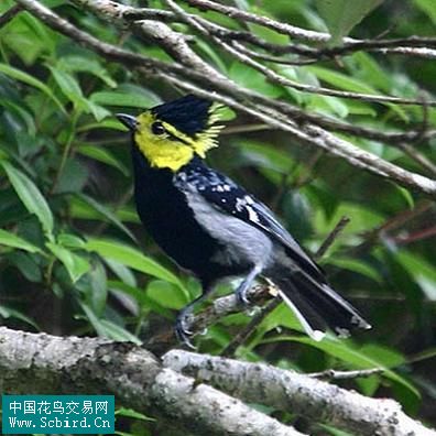 雀形目鳥類圖譜大全388張圖