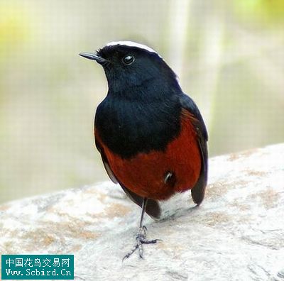 白顶溪鸲42.蓝翅八色鸫41.虎纹伯劳40.棕腹大仙鹟39.黄嘴山鸦38.