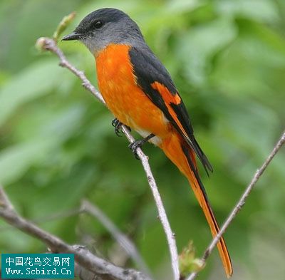 雀形目鸟类图谱大全388张图