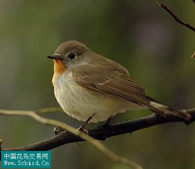 雀形目鳥類圖譜大全388張圖