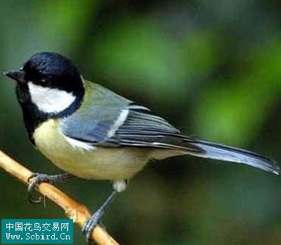 雀形目鳥類圖譜大全388張圖