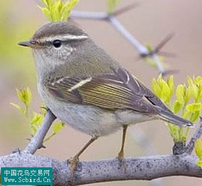 雀形目鳥類圖譜大全388張圖