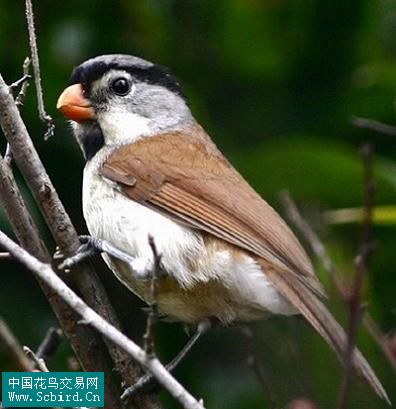 雀形目鳥類圖譜大全388張圖