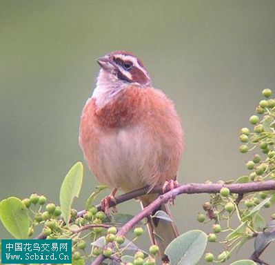 白眉歌鶇06252.粉紅山椒鳥253.藍短翅鶇254.紫寬嘴鶇255.