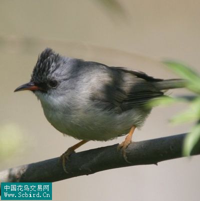 雀形目鳥類圖譜大全388張圖