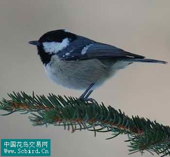 雀形目鸟类图谱大全388张图