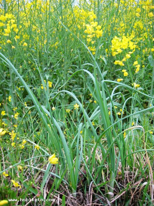 按地域及生长环境,别名也称为:沙葱,麦葱,水葱,山葱等.