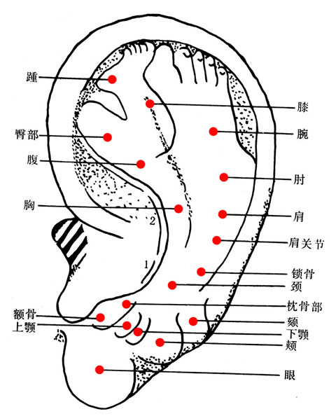 耳穴图