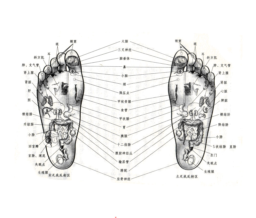足部外侧反射区图片