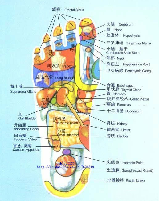 足部反射区图片大全